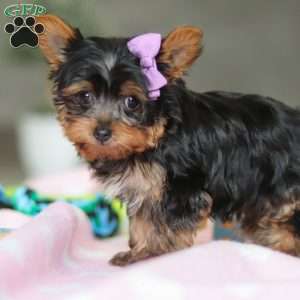Daisy, Yorkie Puppy